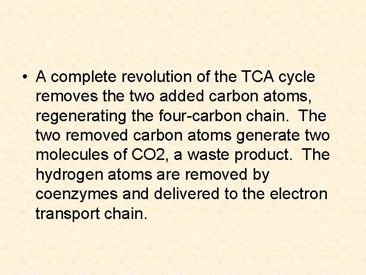  • A complete revolution of the TCA cycle removes the two added carbon