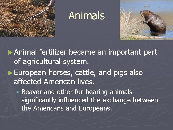 Animals ► Animal fertilizer became an important part of agricultural system. ► European horses,