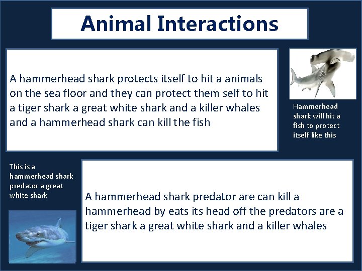 Animal Interactions A hammerhead shark protects itself to hit a animals on the sea