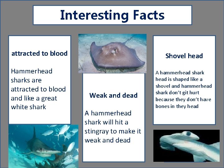 Interesting Facts attracted to blood Shovel head Hammerhead sharks are attracted to blood and
