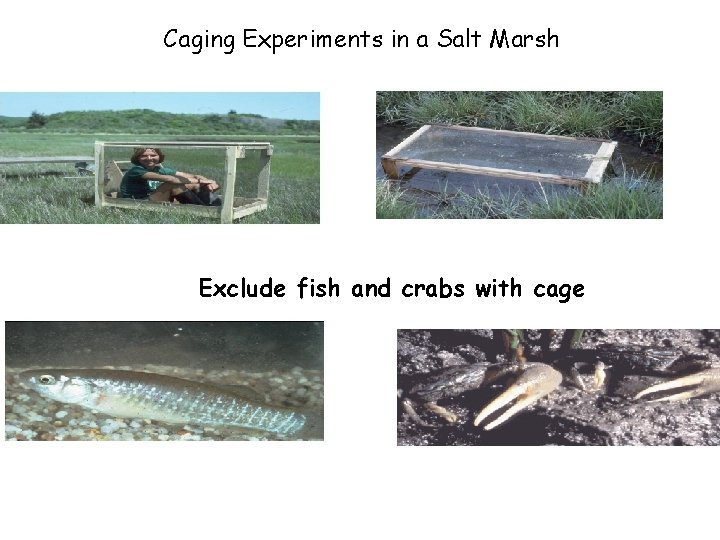 Caging Experiments in a Salt Marsh Exclude fish and crabs with cage 
