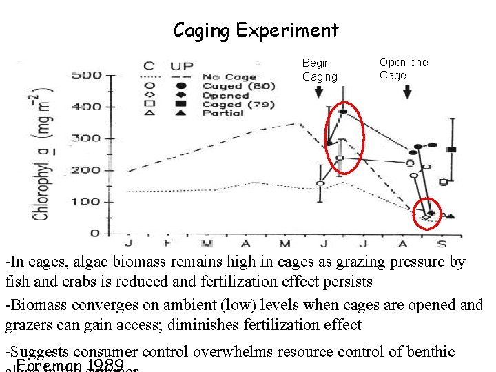 Caging Experiment Begin Caging Open one Cage -In cages, algae biomass remains high in