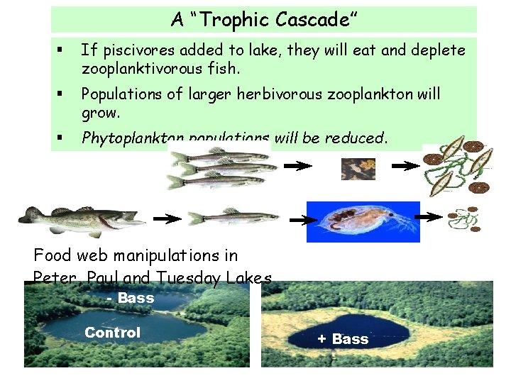 A “Trophic Cascade” § If piscivores added to lake, they will eat and deplete