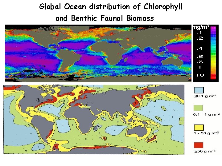 Global Ocean distribution of Chlorophyll and Benthic Faunal Biomass mg/m 3 
