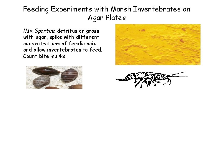 Feeding Experiments with Marsh Invertebrates on Agar Plates Mix Spartina detritus or grass with