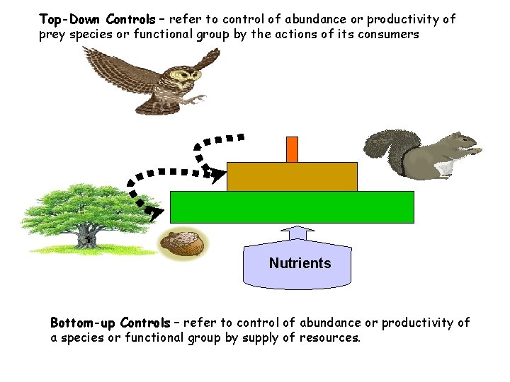 Top-Down Controls – refer to control of abundance or productivity of prey species or