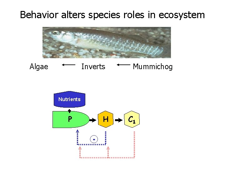 Behavior alters species roles in ecosystem Algae Inverts Mummichog Nutrients P P H -