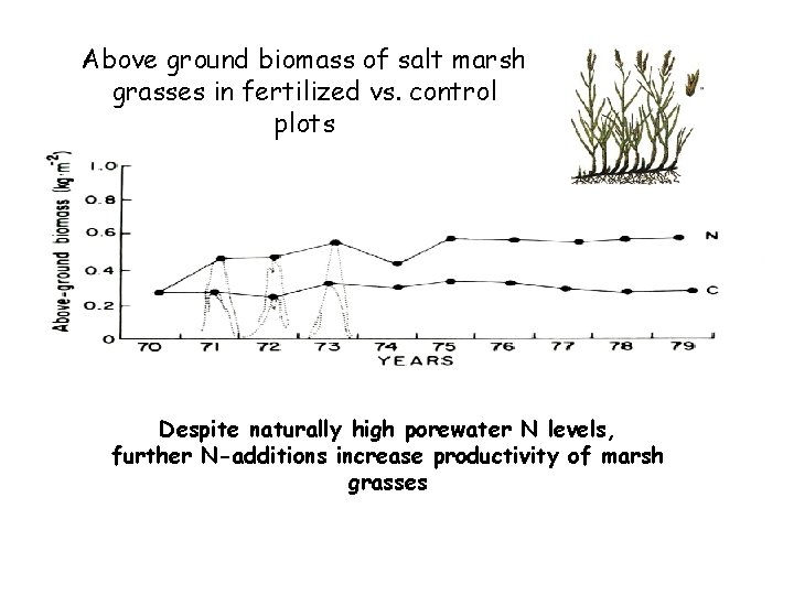 Above ground biomass of salt marsh grasses in fertilized vs. control plots Despite naturally