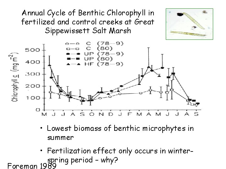 Annual Cycle of Benthic Chlorophyll in fertilized and control creeks at Great Sippewissett Salt