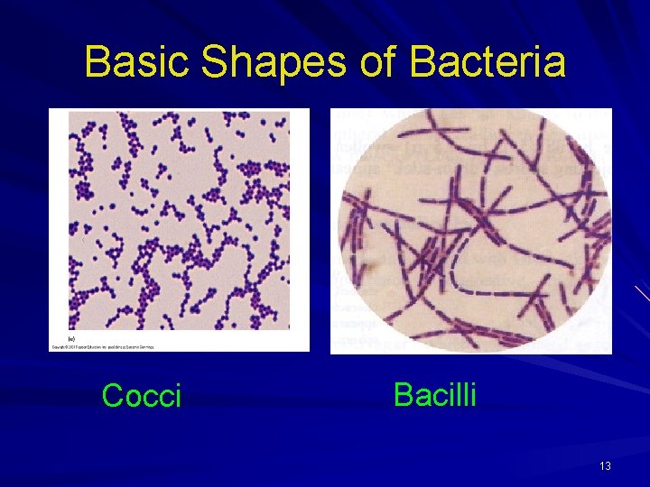 Basic Shapes of Bacteria Cocci Bacilli 13 