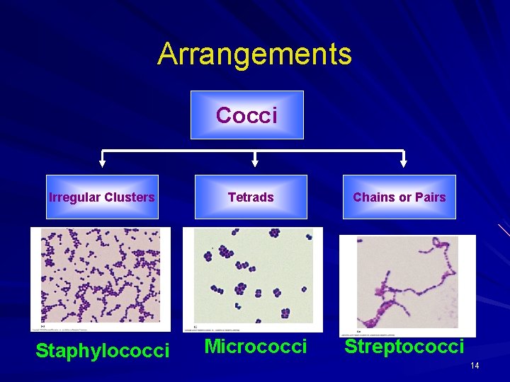 Arrangements Cocci Irregular Clusters Staphylococci Tetrads Micrococci Chains or Pairs Streptococci 14 