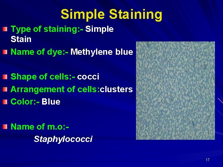 Simple Staining Type of staining: - Simple Stain Name of dye: - Methylene blue