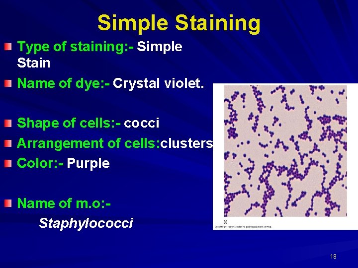 Simple Staining Type of staining: - Simple Stain Name of dye: - Crystal violet.