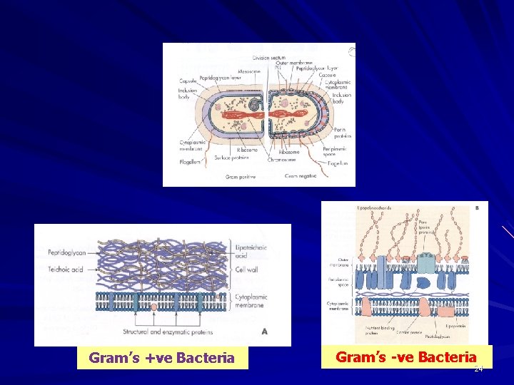 Gram’s +ve Bacteria Gram’s -ve Bacteria 24 