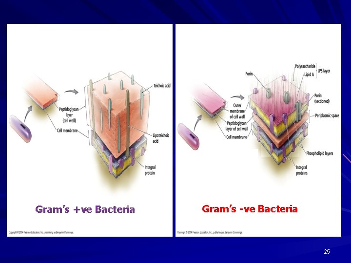 Gram’s +ve Bacteria Gram’s -ve Bacteria 25 