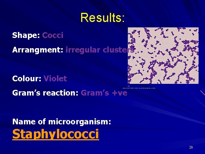 Results: Shape: Cocci Arrangment: irregular clusters Colour: Violet Gram’s reaction: Gram’s +ve Name of