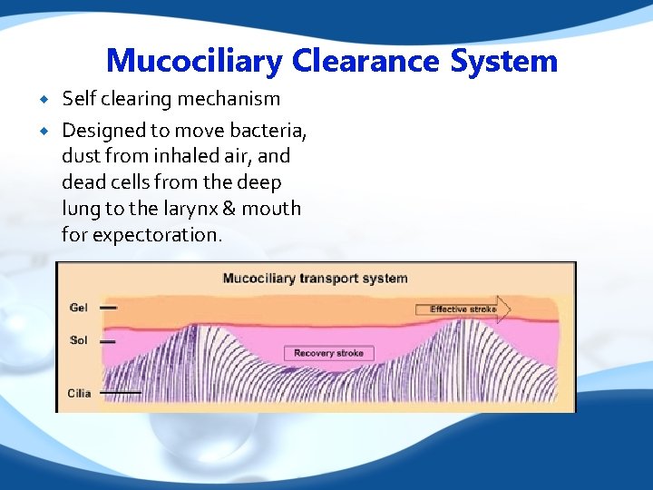 Mucociliary Clearance System Self clearing mechanism Designed to move bacteria, dust from inhaled air,