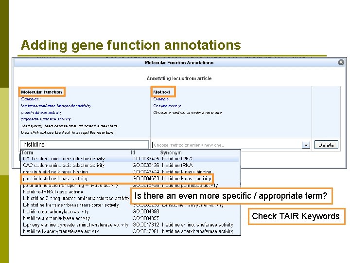 Adding gene function annotations histidine Is there an even more specific / appropriate term?