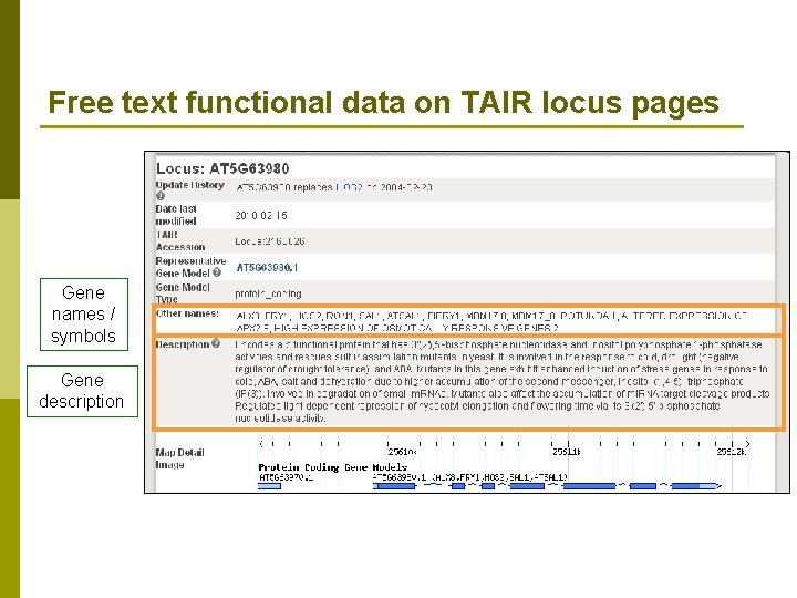 Free text functional data on TAIR locus pages Gene names / symbols Gene description