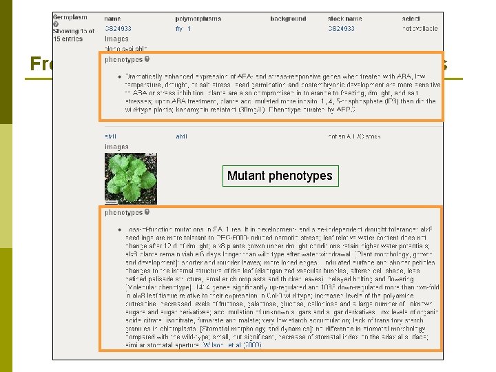 Free text functional data on TAIR locus pages Mutant phenotypes 