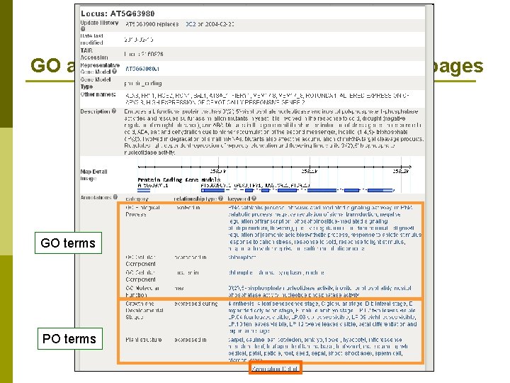 GO and PO functional data on TAIR locus pages GO terms PO terms 