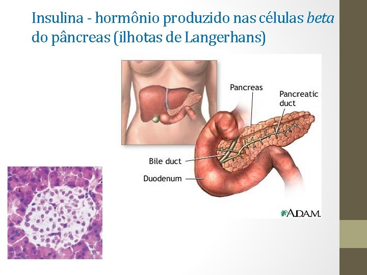 Insulina - hormônio produzido nas células beta do pâncreas (ilhotas de Langerhans) 