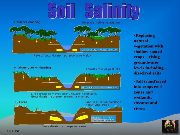  • Replacing natural vegetation with shallow rooted crops – rising groundwater levels including