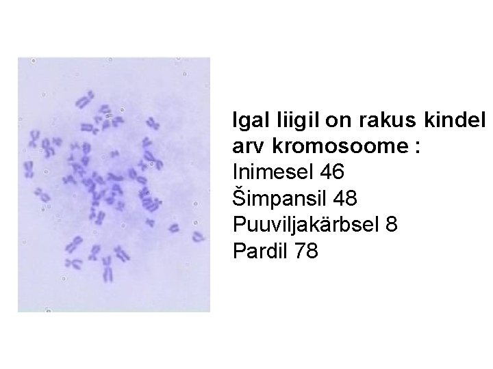 Igal liigil on rakus kindel arv kromosoome : Inimesel 46 Šimpansil 48 Puuviljakärbsel 8