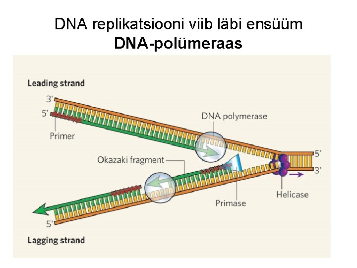 DNA replikatsiooni viib läbi ensüüm DNA-polümeraas 