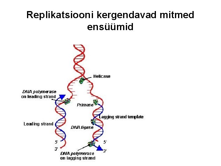 Replikatsiooni kergendavad mitmed ensüümid 