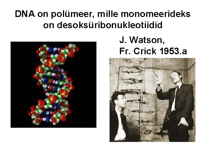 DNA on polümeer, mille monomeerideks on desoksüribonukleotiidid J. Watson, Fr. Crick 1953. a 