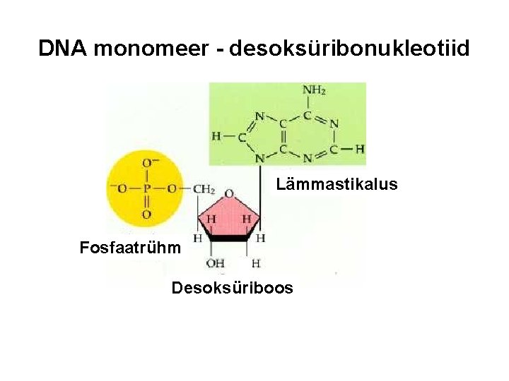 DNA monomeer - desoksüribonukleotiid Lämmastikalus Fosfaatrühm Desoksüriboos 