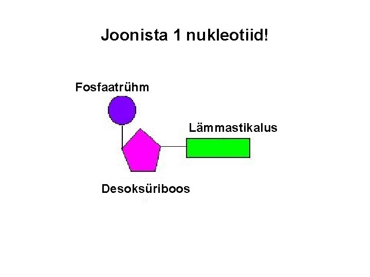 Joonista 1 nukleotiid! Fosfaatrühm Lämmastikalus Desoksüriboos 