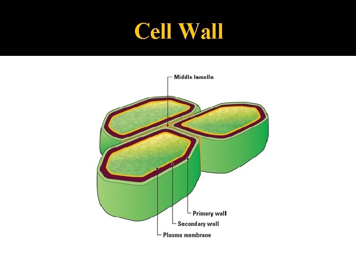 Cell Wall 