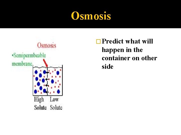Osmosis � Predict what will happen in the container on other side 