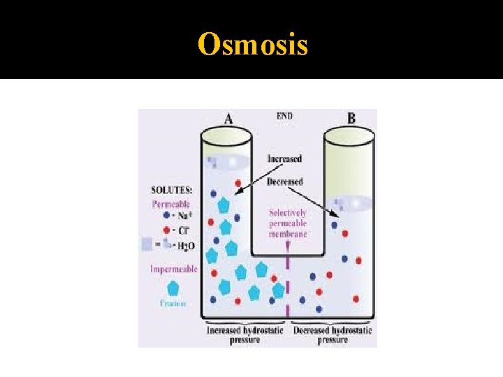 Osmosis 