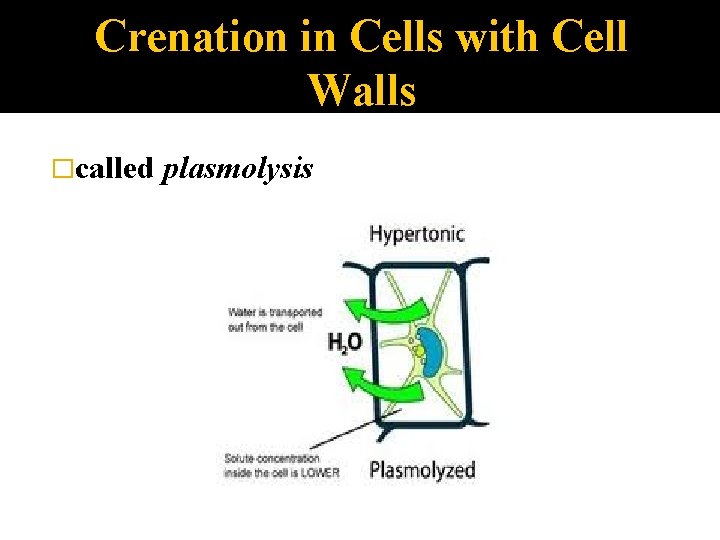 Crenation in Cells with Cell Walls �called plasmolysis 