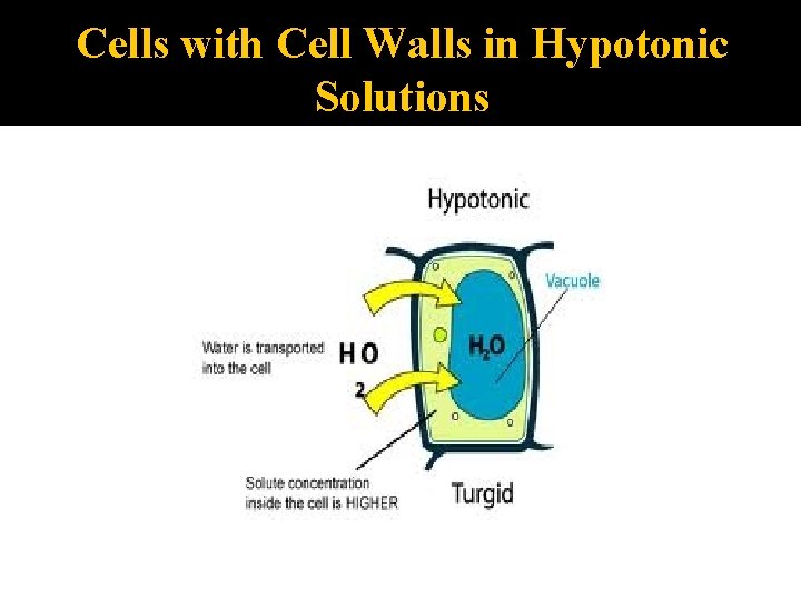 Cells with Cell Walls in Hypotonic Solutions 