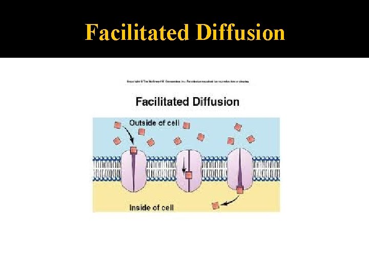 Facilitated Diffusion 