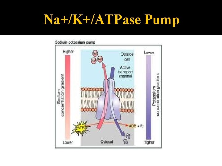 Na+/K+/ATPase Pump 