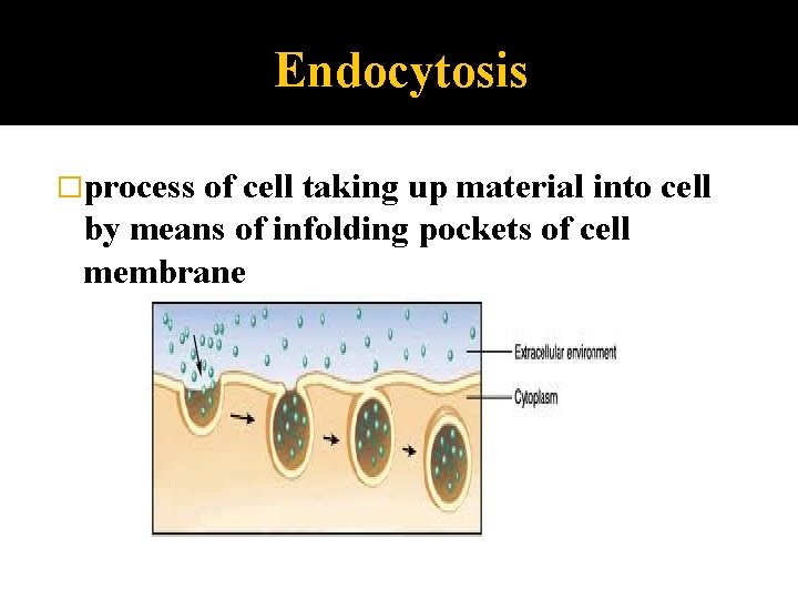 Endocytosis �process of cell taking up material into cell by means of infolding pockets