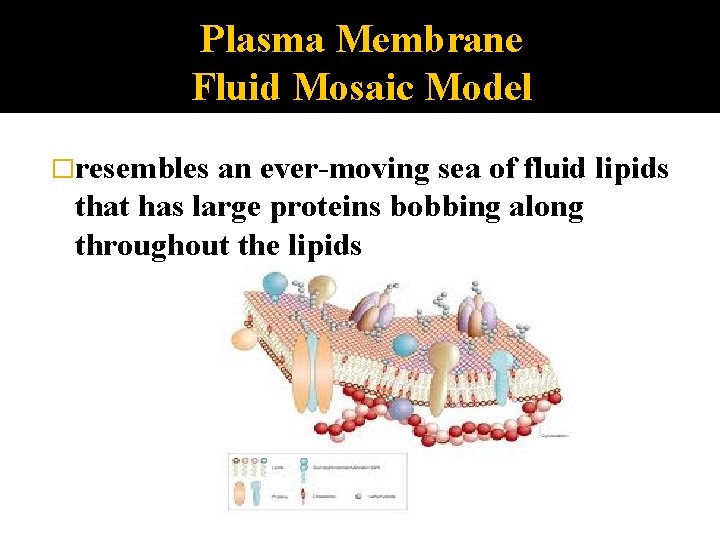 Plasma Membrane Fluid Mosaic Model �resembles an ever-moving sea of fluid lipids that has