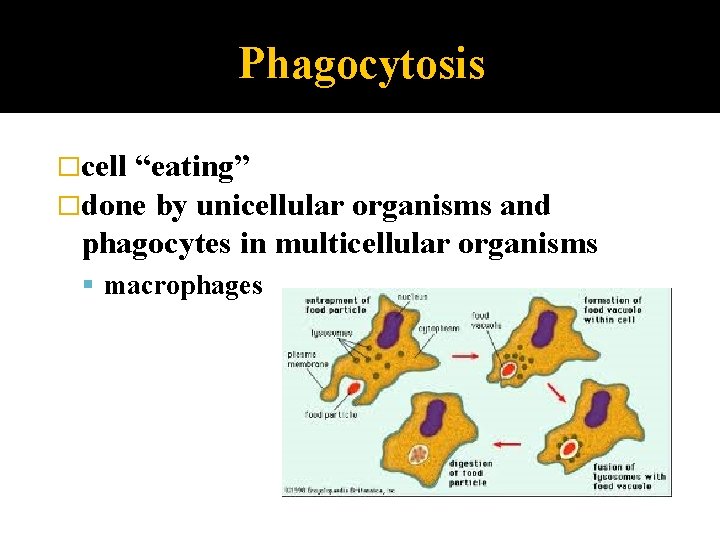 Phagocytosis �cell “eating” �done by unicellular organisms and phagocytes in multicellular organisms macrophages 