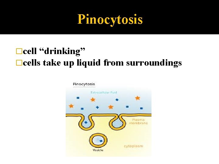 Pinocytosis �cell “drinking” �cells take up liquid from surroundings 