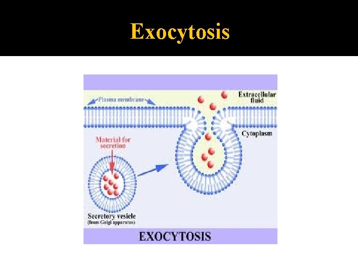 Exocytosis 