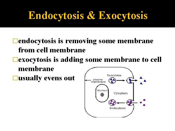 Endocytosis & Exocytosis �endocytosis is removing some membrane from cell membrane �exocytosis is adding