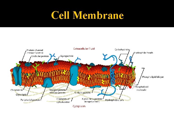 Cell Membrane 