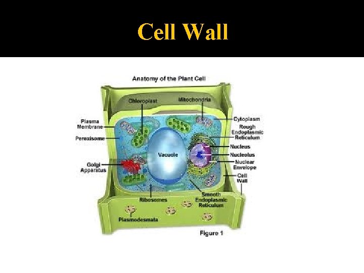 Cell Wall 