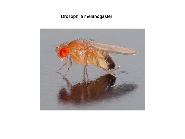 Drosophila melanogaster 