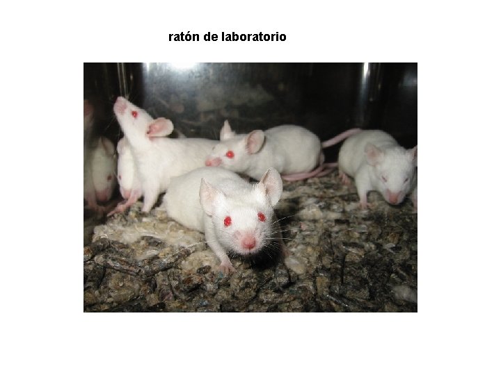 ratón de laboratorio 